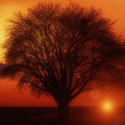 Ambient Realms