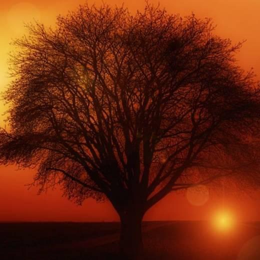 Ambient Realms